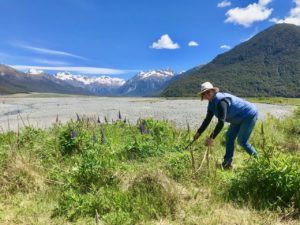 weeding russell lupins in arthurs pass